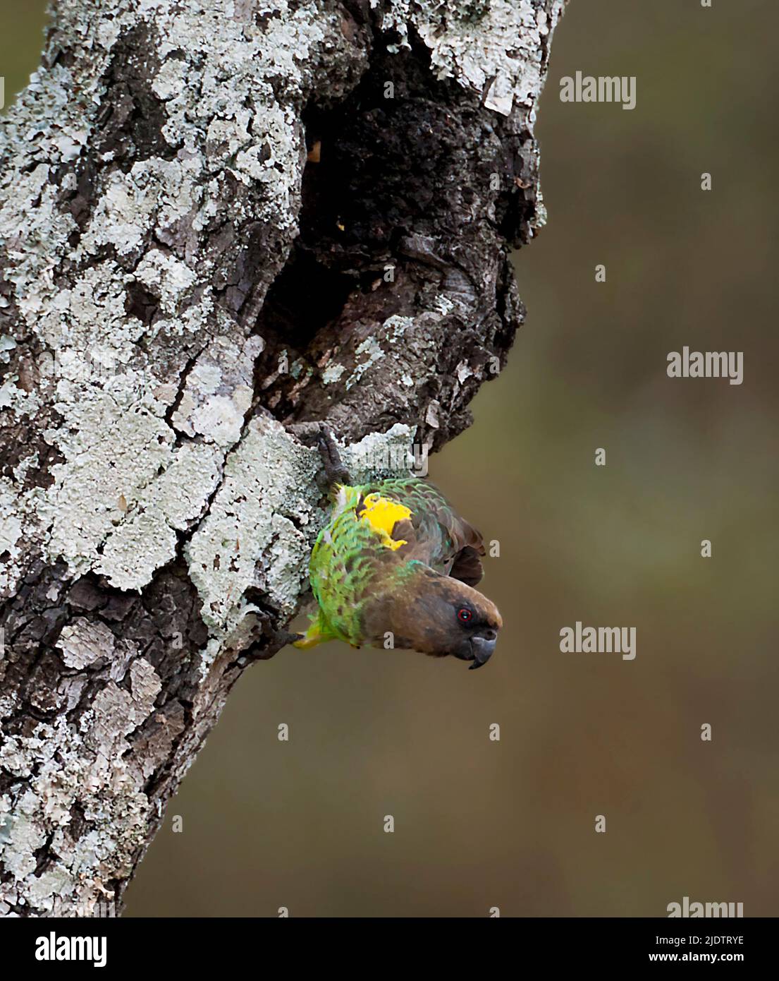 Mayer's Parrot (Poicephalus mayeri) in Solio Ranch, Kenya. Foto Stock