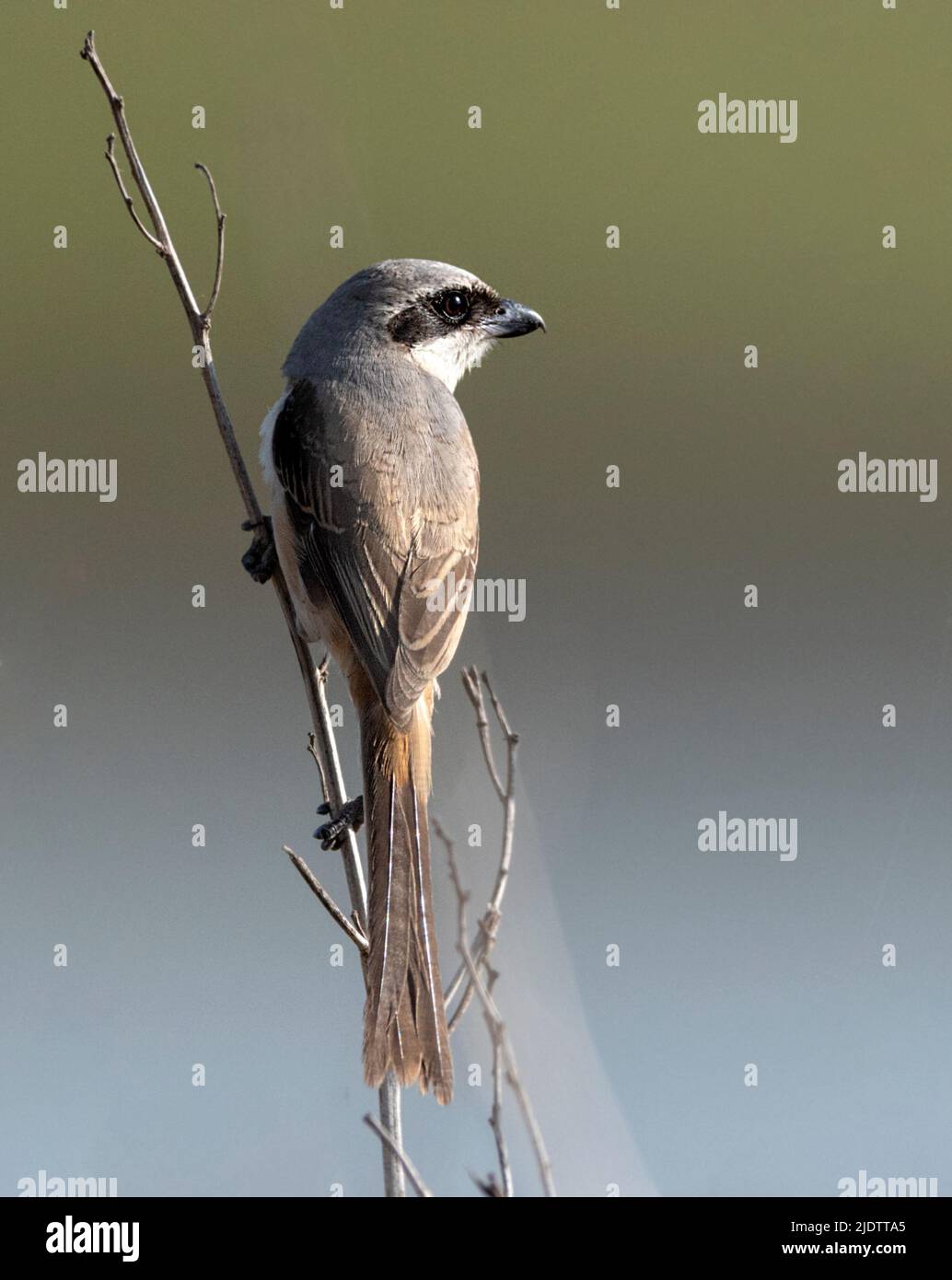 Gamberi a coda lunga (Lanius schach) dal Parco Nazionale di Pench, Madhya Pradesh, India. Foto Stock