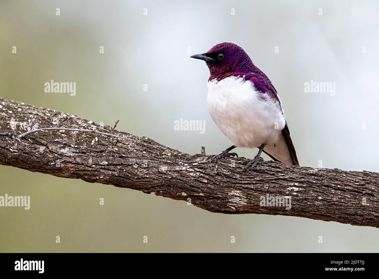 Stalling con sfondo violetto (Cinnyricinclusis leucogaster), maschio, di Zimanga, Sudafrica. Foto Stock