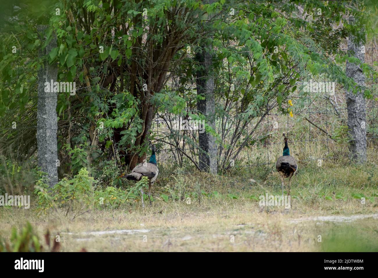 Peafowls su campo di erba in luogo rurale in India. Fauna selvatica scena della natura in India Foto Stock