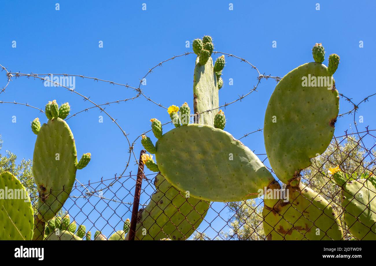 Recinzione di sicurezza di filo scherma filo spinato e cactus di opuntia spiny per dissuadere gli intrusi - Grecia Foto Stock