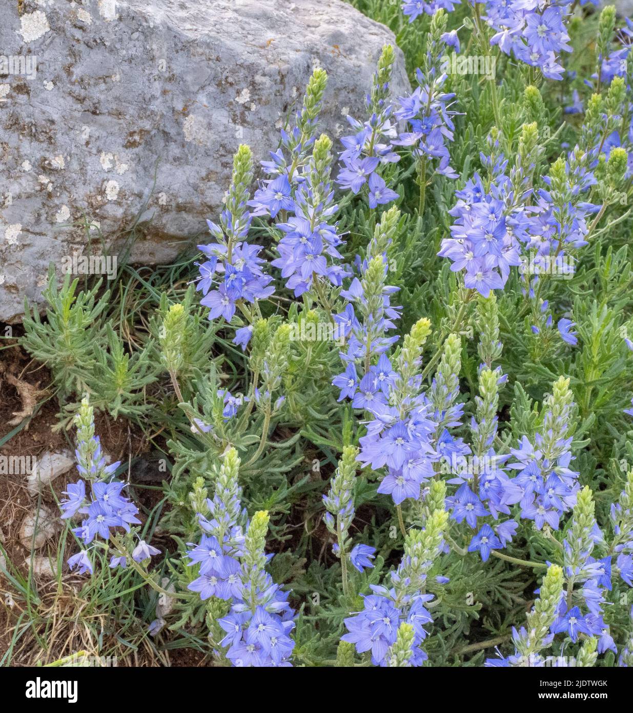 Specie di Speedwell blu pallido probabilmente Veronica austriaca il grande Speedwell che cresce a 1500m sul Monte Astraka nei Monti Pindus della Grecia Foto Stock
