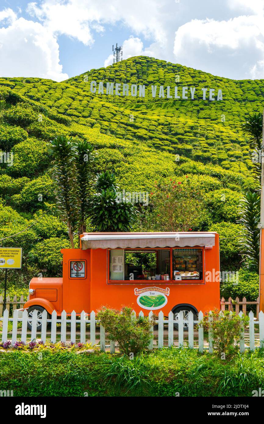 Piantagione di tè Cameron Highlands (Cameron Valley) Foto Stock