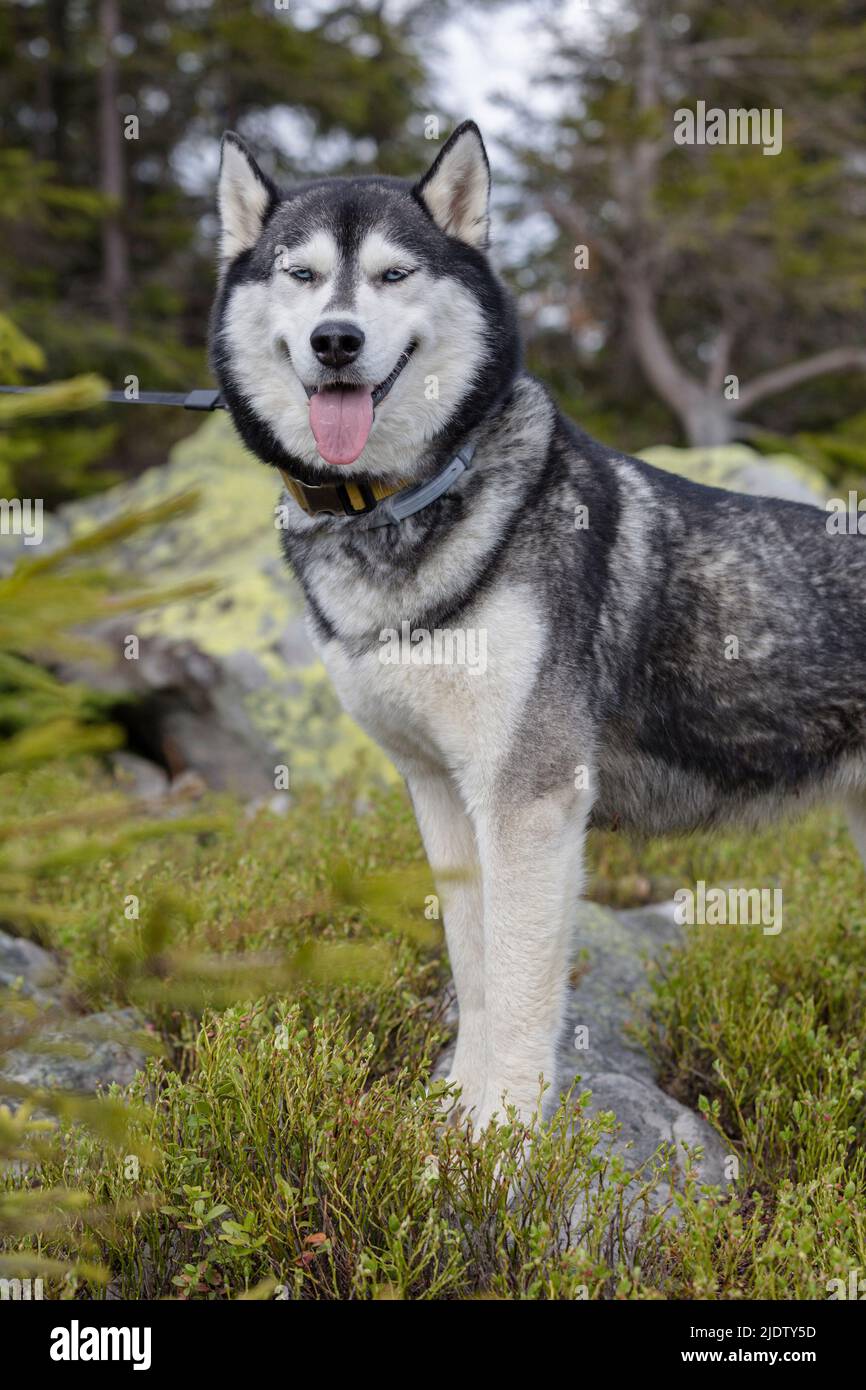 Ritratto di un occhio blu bello sorridente cane Husky siberiano con la lingua che sporge sullo sfondo della foresta Foto Stock