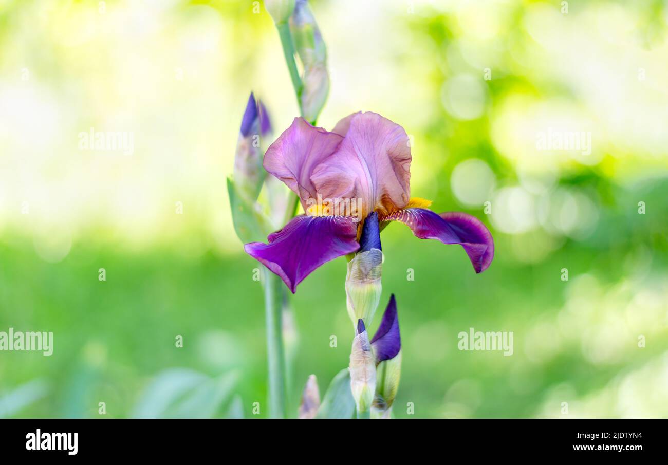 Primavera sfondo natura con bellissimo fiore di iride al centro. Messa a fuoco selettiva Foto Stock