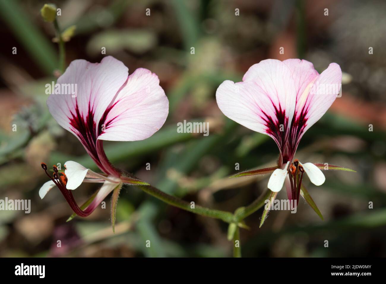 Coppia di fiori rosa di Pelargonio tetragonum close up Foto Stock
