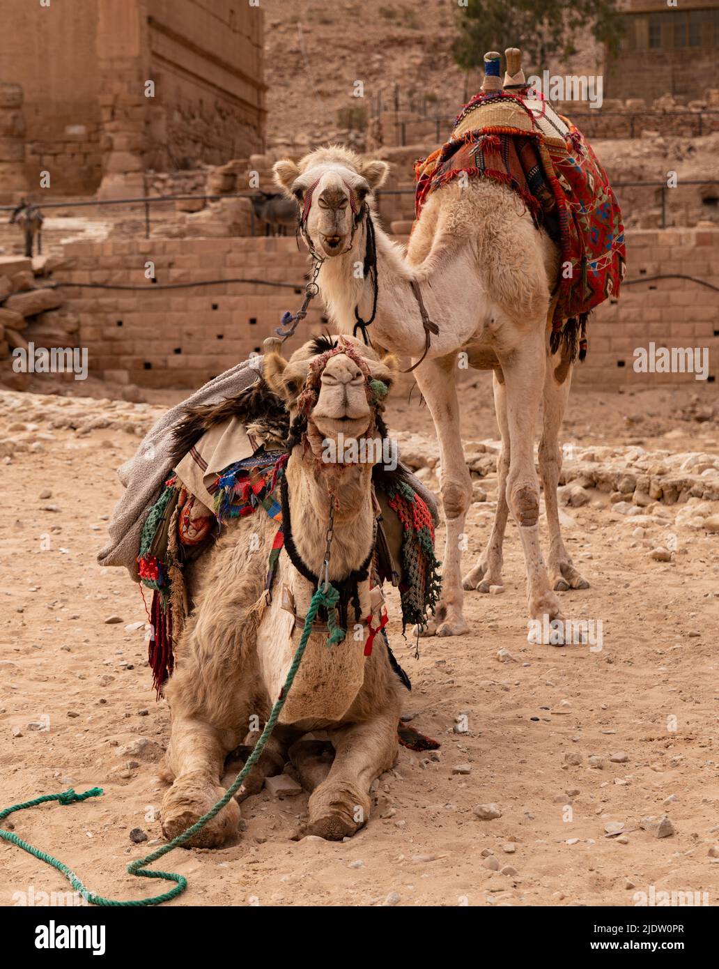 Cammelli nell'antica città di Petra, Giordania Foto Stock