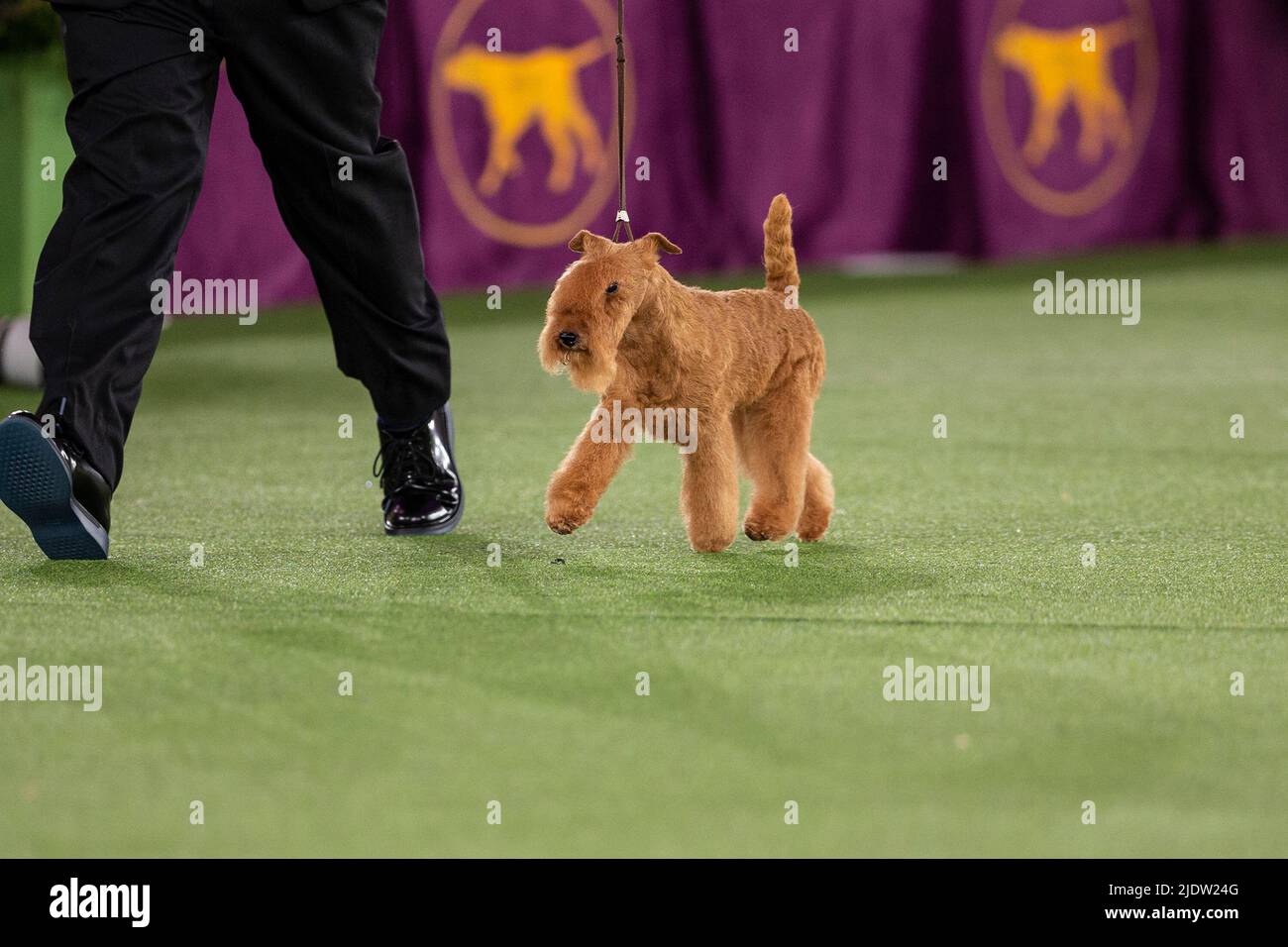 Tarrytown, Stati Uniti. 22nd giugno 2022. Lakeland Terrier, vincitore del Terrier Group, compete nella finale Best in Show alla mostra annuale 146th del Westminster Kennel Club alla Lyndhurst Mansion. Il concorso annuale si è svolto su terreni aperti al di fuori della solita sede di New York City al Madison Square Garden a causa della persistente pandemia COVID-19. (Foto di Lev Radin/Pacific Press) Credit: Pacific Press Media Production Corp./Alamy Live News Foto Stock