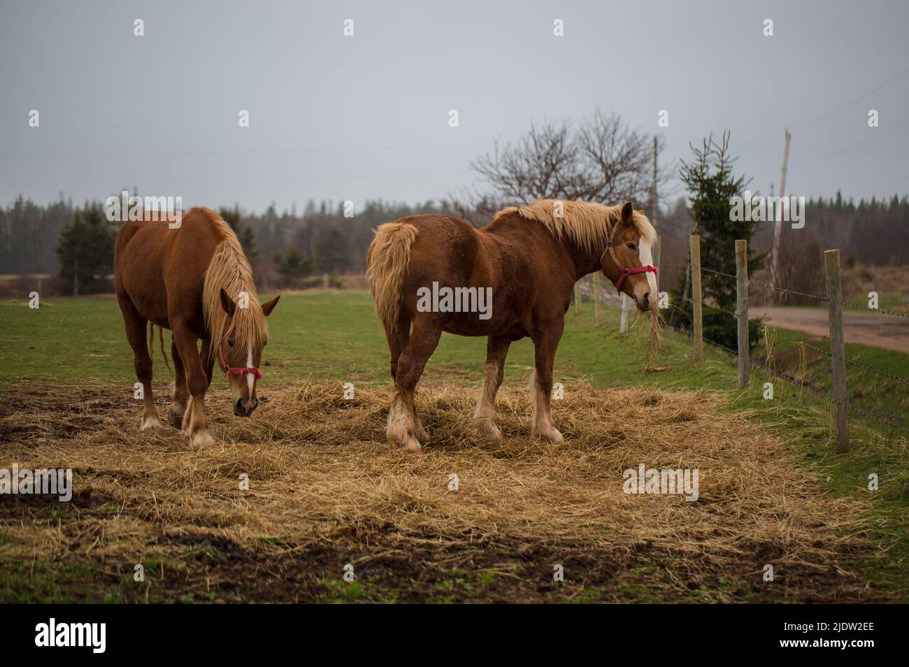 Biondo' Belga Draft Horse aka Fiandre Cavallo pascolo su un terreno agricolo, Prince Edward Island, Canada Foto Stock
