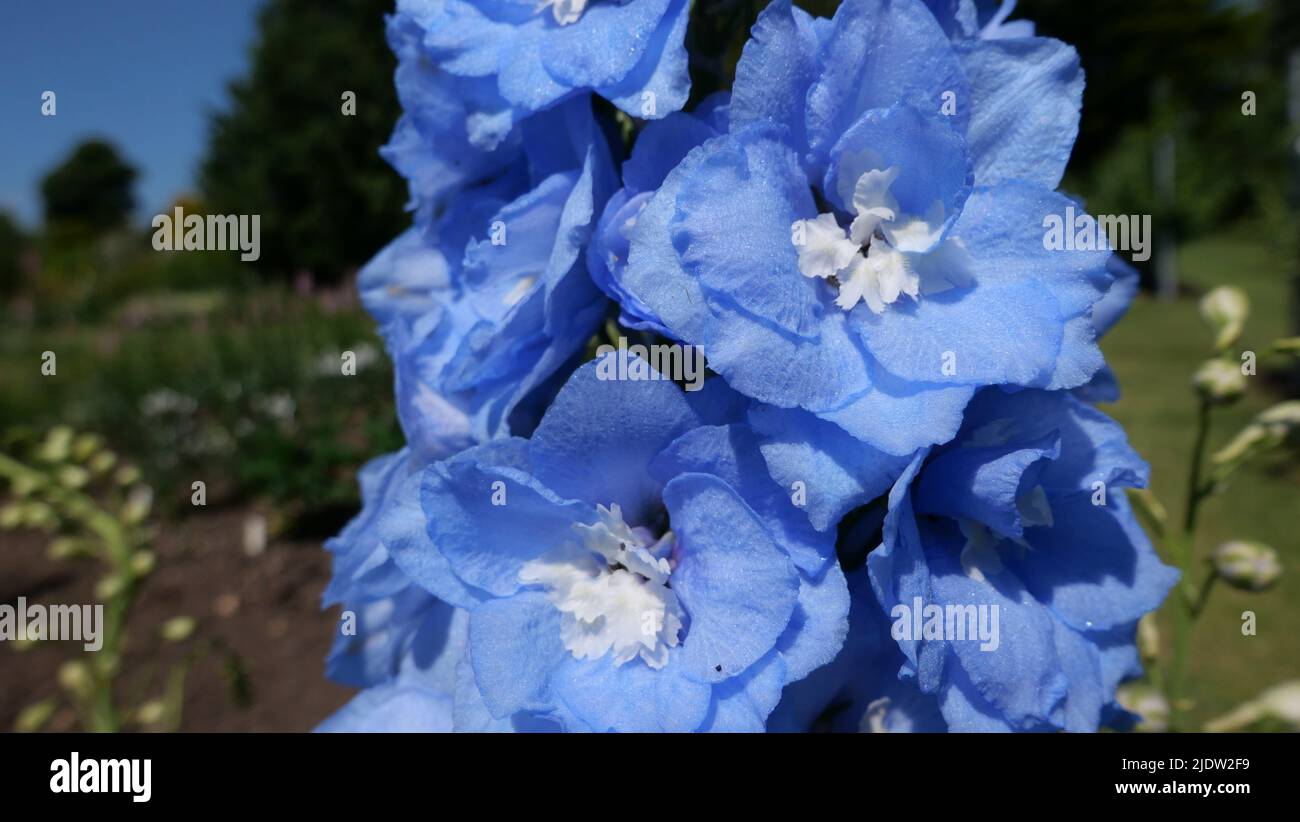 Primo piano di bellissimo delphinium blu e bianco in giardino Foto Stock