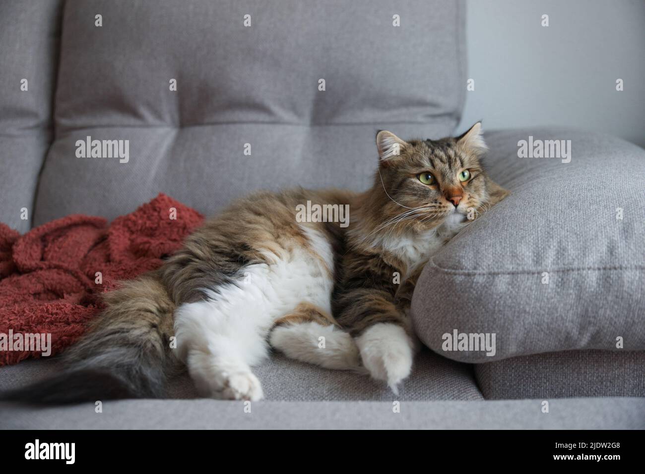 Gatto siberiano tutto attento guardando attraverso la finestra. Giornata pigra a casa con un animale domestico. Immagine di sfondo. Foto Stock