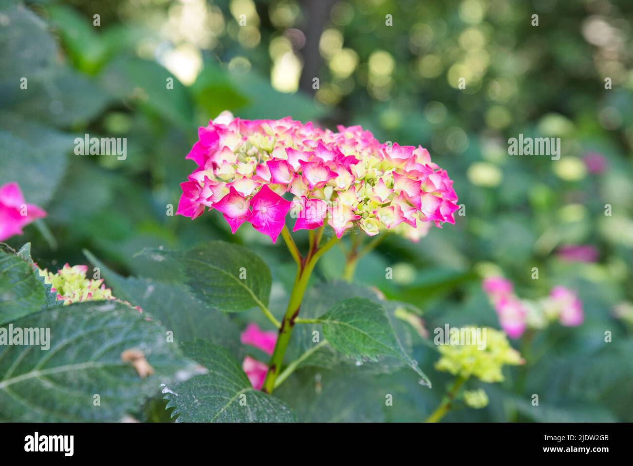 Bel fiore rosa nel mezzo del parco Foto Stock