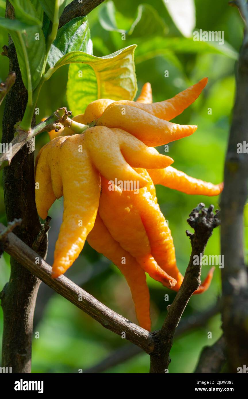 Italia, Liguria, la mano di Buddha o Citrone a frange, Citrus Medica Var. Sarcodactylus Foto Stock