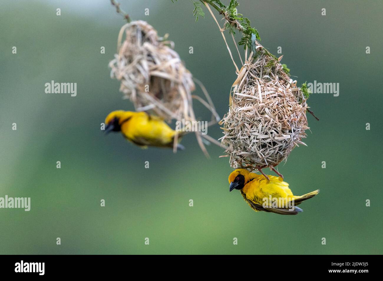 Villaggio tessitori (Ploceus cuccullatus) costruzione nido. Zimanga, Sudafrica. Foto Stock