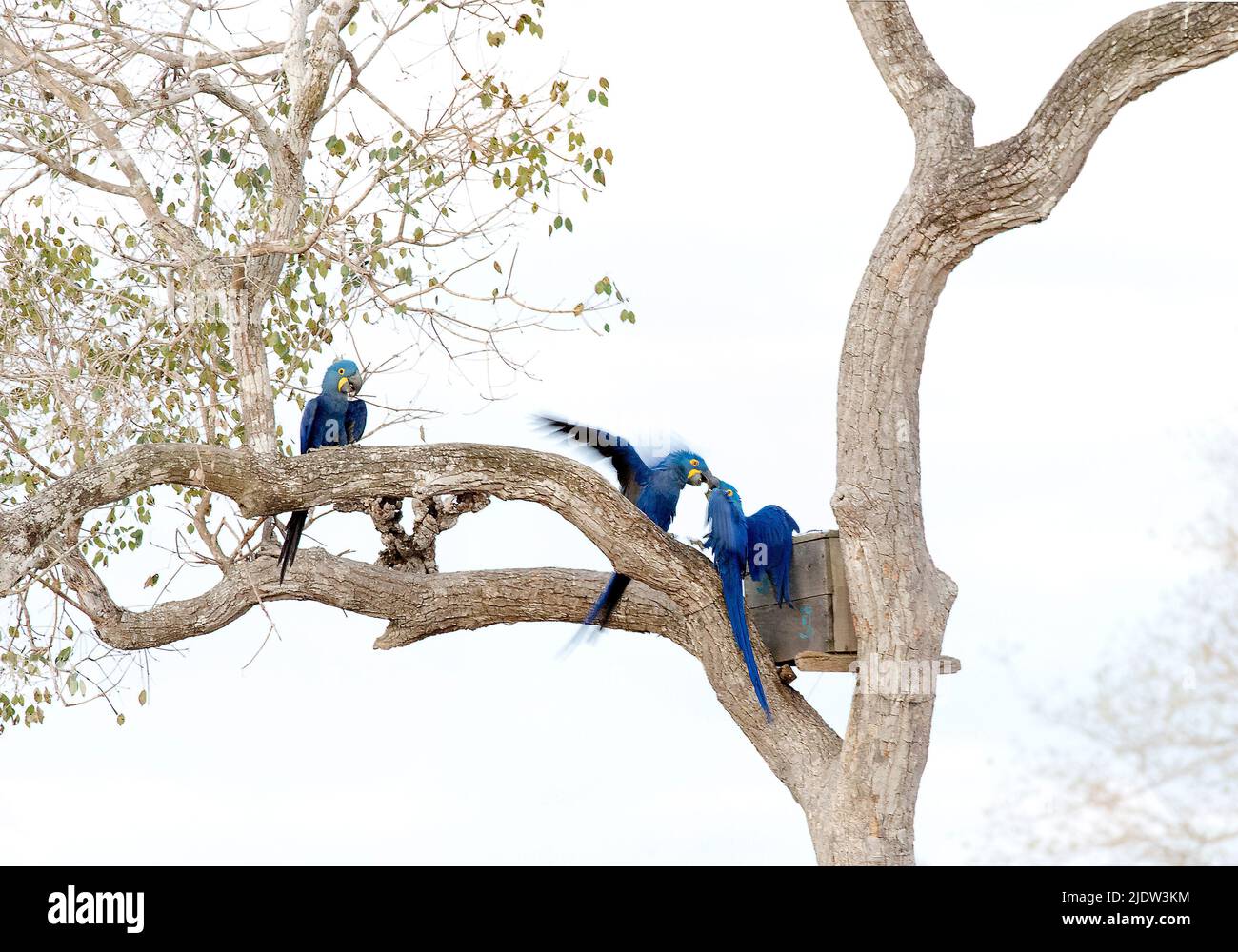 Macaws di giacinto (Anodorhynchus hyacinthinus) che combattono sopra il luogo nidificante. Pantanal, Brasile. Foto Stock