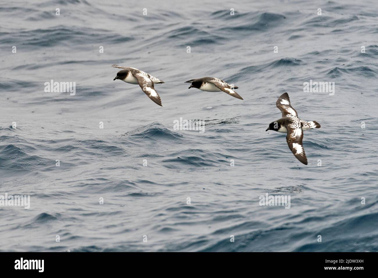 Capo petrels (Daption Capense) dal Drake Passage, vicino alla Penisola Antartica Foto Stock