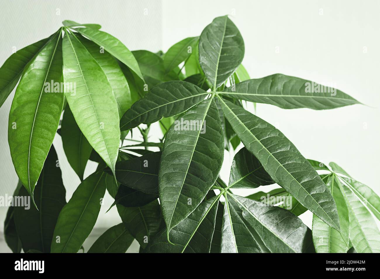 Pachira aquatica (Guiana Castagno o Money Tree) lascia da vicino Foto Stock