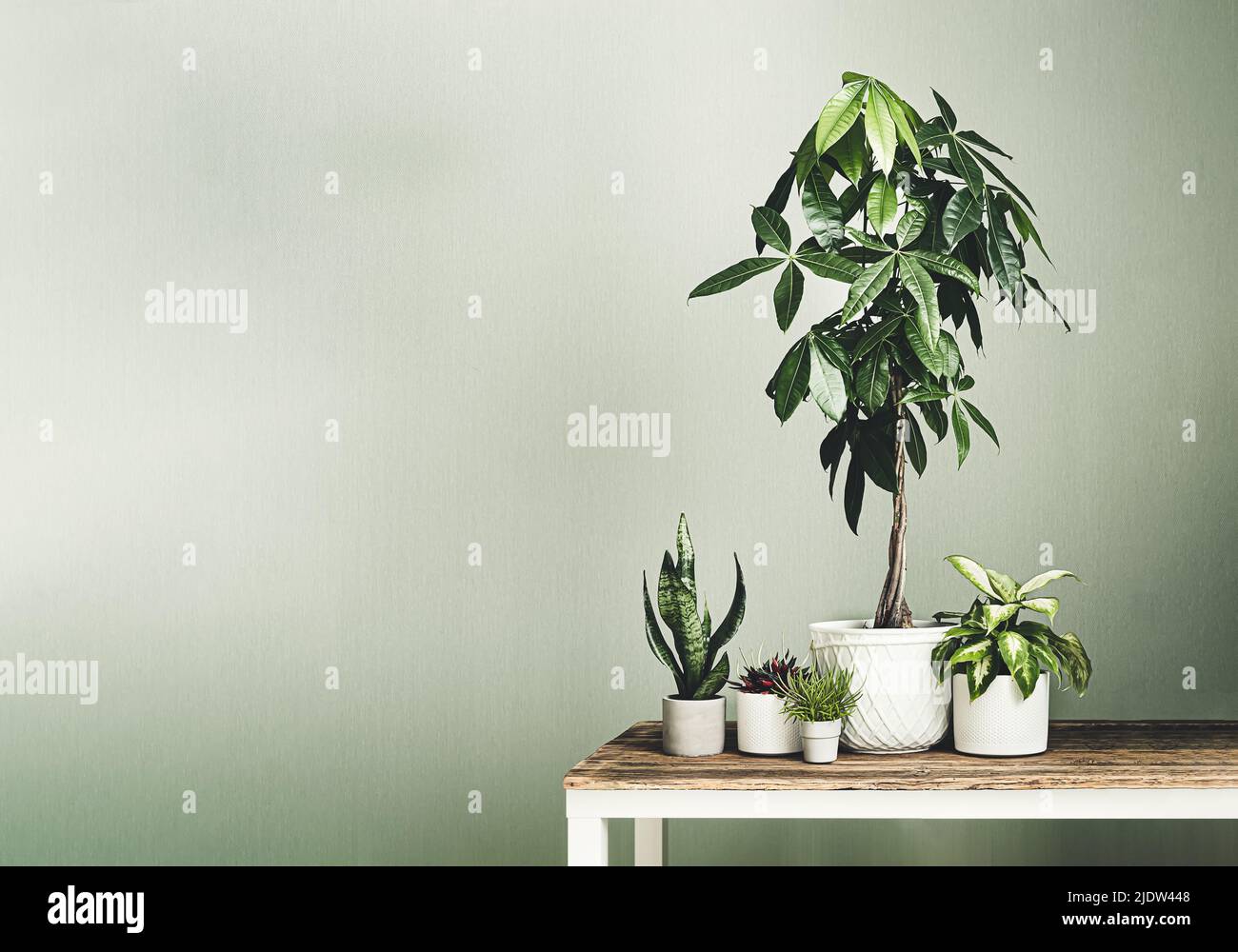 Pachira aquatica in vaso di fiori bianchi, dieffenbachia, sansevieria, peperomia rosso e senecio barbertonicus sulla tavola di legno Foto Stock