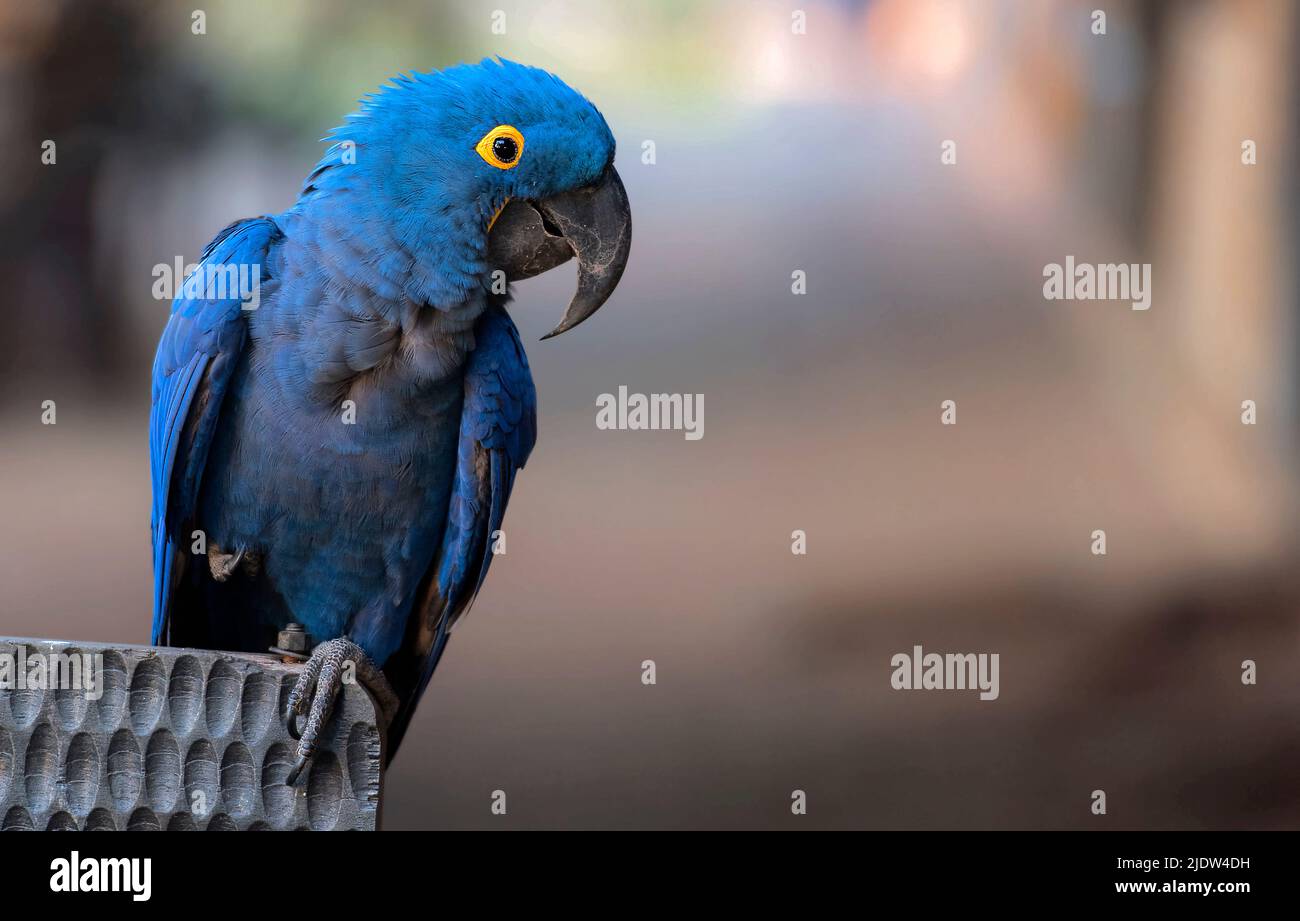 Iacinto macaw (Anodorhynchus hyacinthinus) da Araras Ecolodge, Pantanal, Brasile. Foto Stock