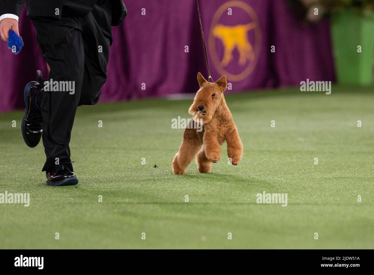 22 giugno 2022, Tarrytown, New York, Stati Uniti: Lakeland Terrier, vincitore del Terrier Group compete nella finale Best in Show alla mostra annuale 146th del Westminster Kennel Club alla Lyndhurst Mansion. Il concorso annuale si è svolto su terreni aperti al di fuori della solita sede di New York City al Madison Square Garden a causa della persistente pandemia COVID-19. (Credit Image: © Lev Radin/Pacific Press via ZUMA Press Wire) Foto Stock