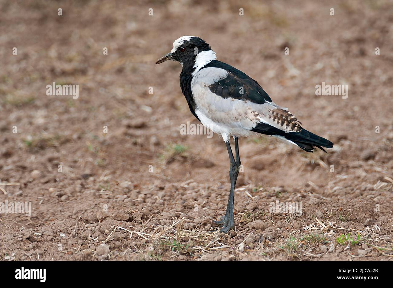 Lapwing fabbro (Vanellus armatus) da Sweetwaters, Kenya. Foto Stock