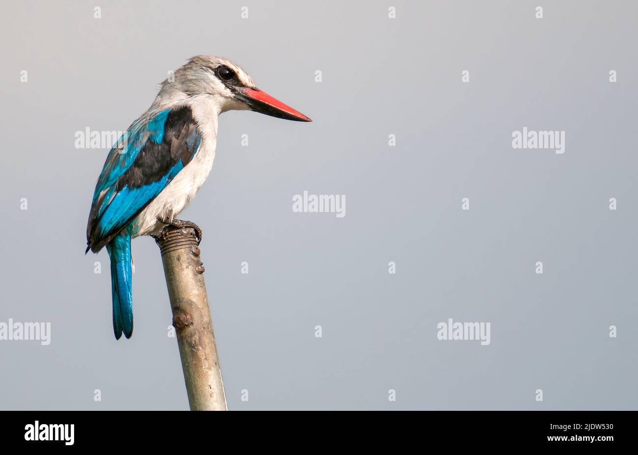 Kingfisher del bosco (Halcyon senegalensis) dal Nilo Bianco, Uganda. Foto Stock