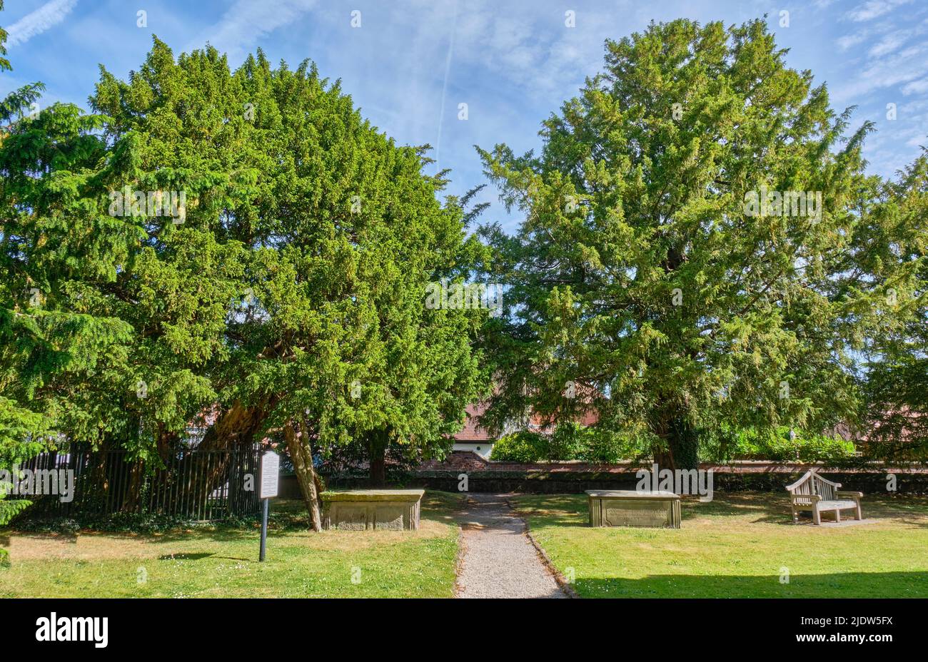 Alberi di tasso a St Mary-the-Virgin Church, Overton-on-Dee, Wrexham, Galles Foto Stock