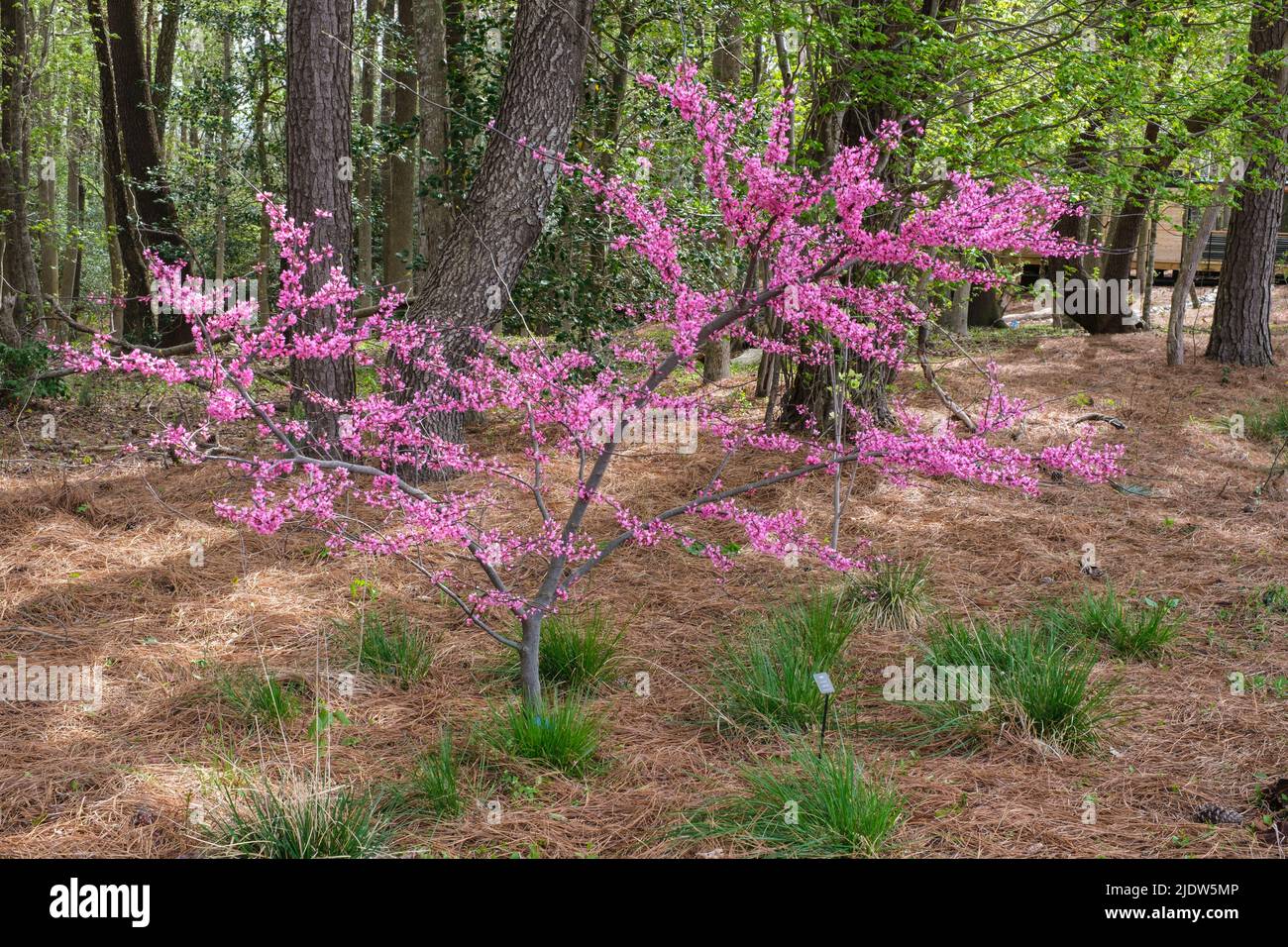 Delaware Botanic Gardens a Pepper Creek. Rosso Bud, Rosso Appalachiano, Cercis Canadensis Foto Stock