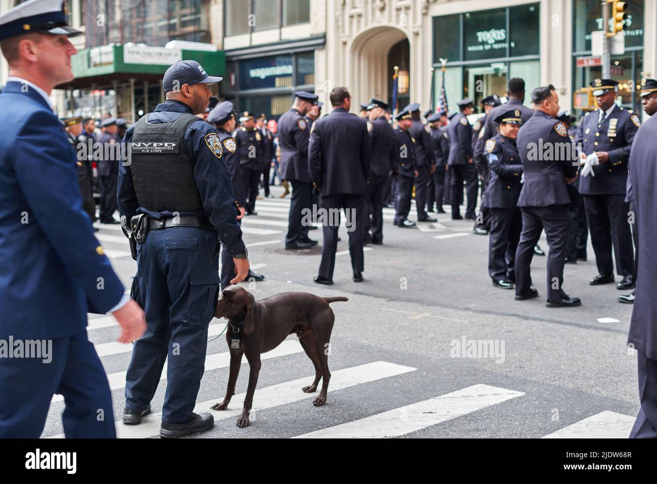 Manhattan, USA - 11. Novembre 2021: NYPD antiterrorismo K-9 ufficiale con cane alla Veterans Day Parade a NYC Foto Stock