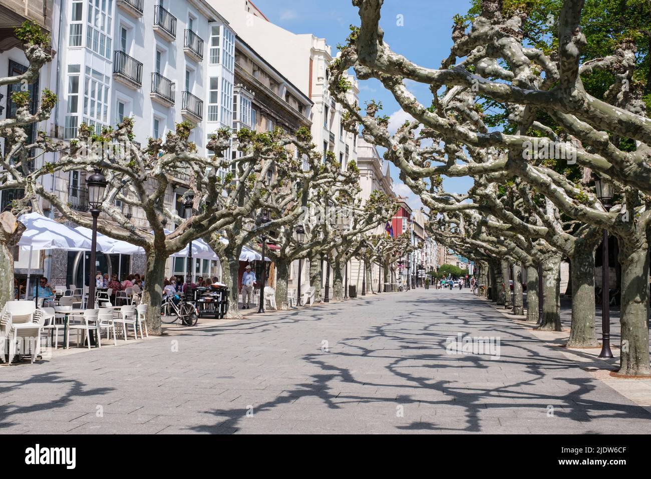 Spagna, Burgos. London Planetrees, Platanus x acerifolia. Foto Stock