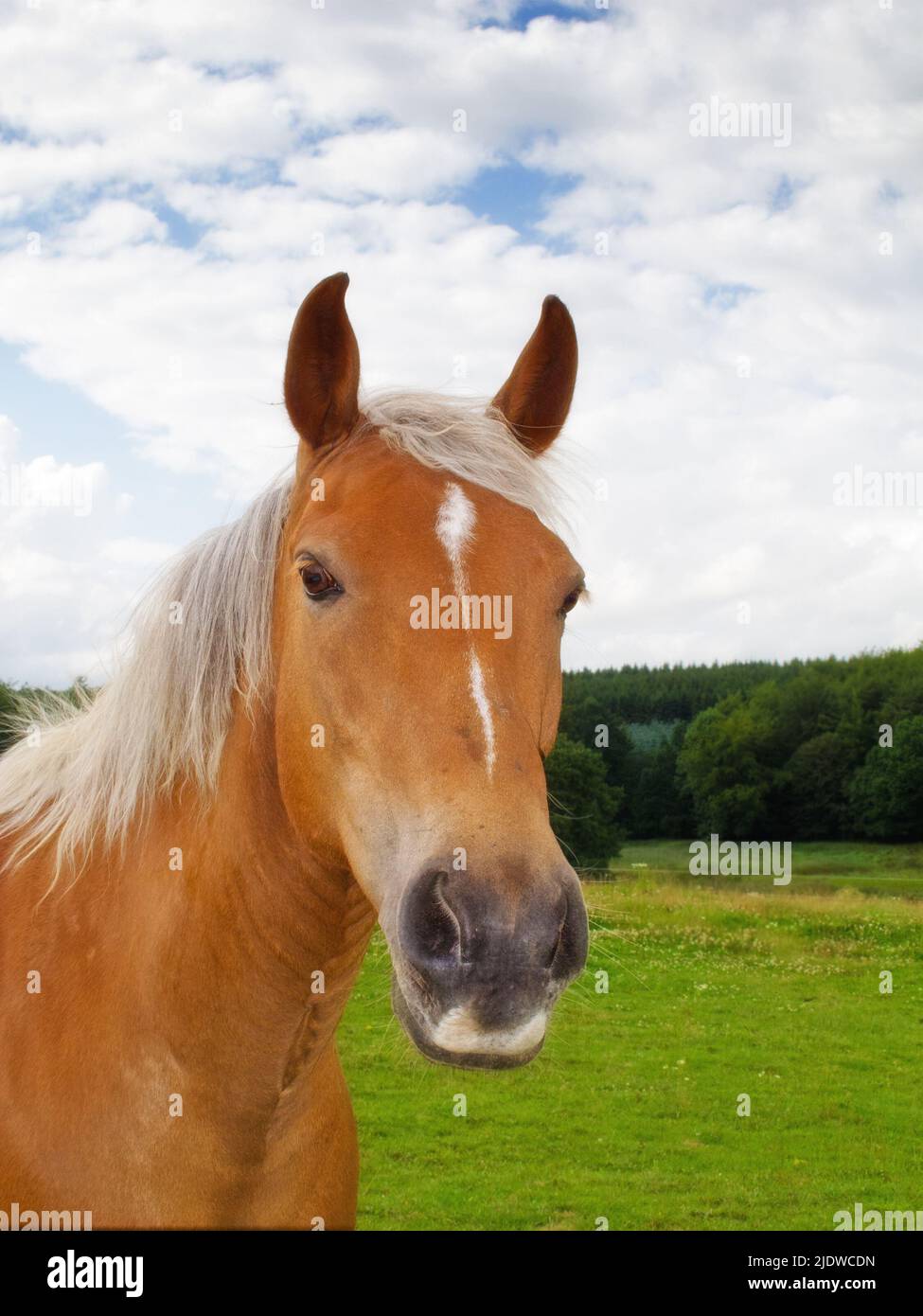 Ritratto di un cavallo marrone su un campo esterno. Animale in erba fattoria terra vicino a una foresta in una giornata nuvolosa. Pony di castagne al pascolo su una sorgente lussureggiante Foto Stock