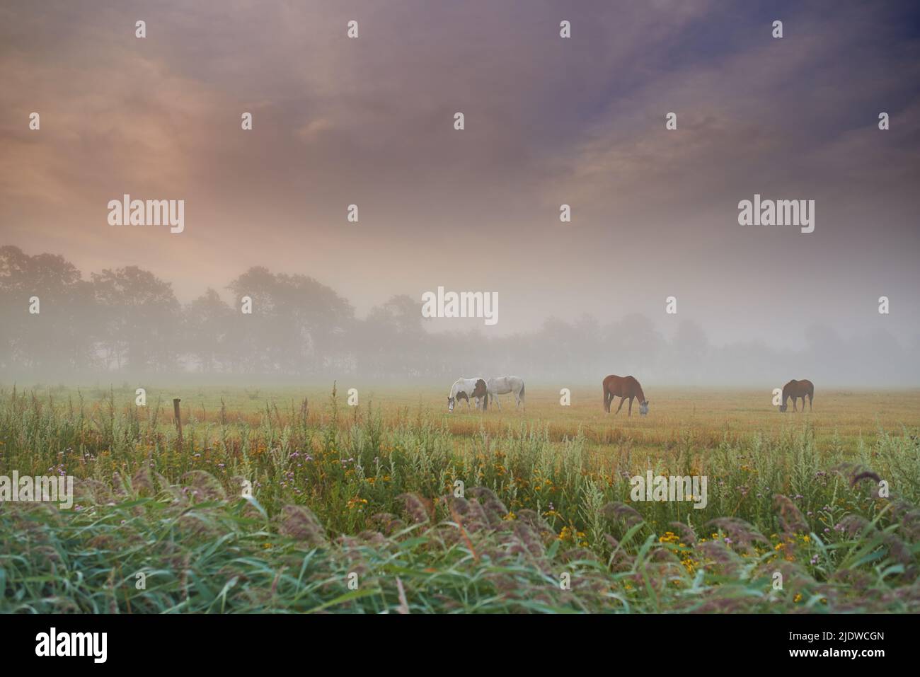 Mandria di cavalli pascolo erba su un campo di primavera in una mattinata di nebbia. Stalloni in piedi in un prato o terreno di pascolo con copyspace. Fattoria di bestiame Foto Stock