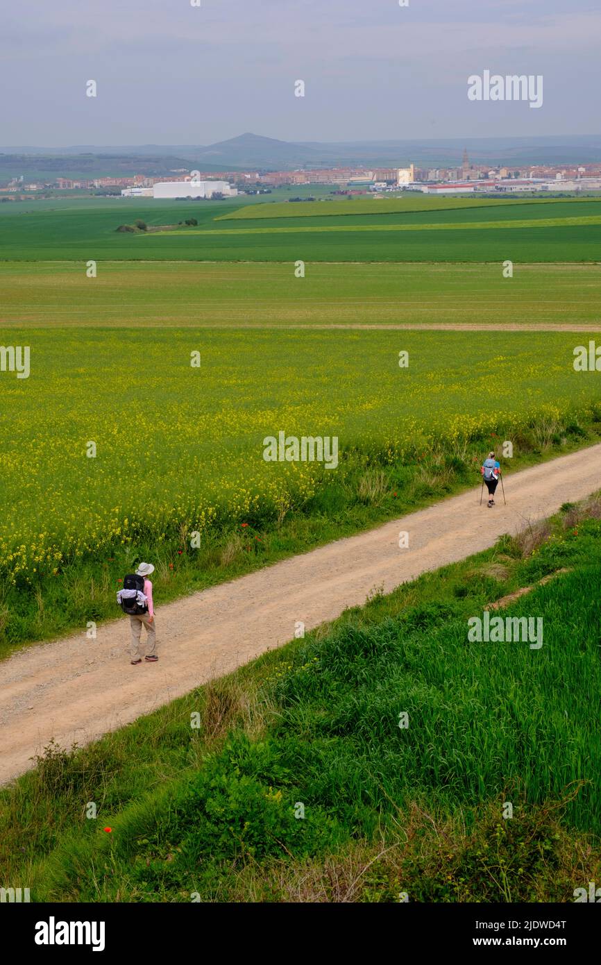 Spagna, Distretto di Rioja.. Escursionisti sul Camino de Santiago che si avvicina a Santo Domingo de la Calzada. Canola nei campi. Foto Stock