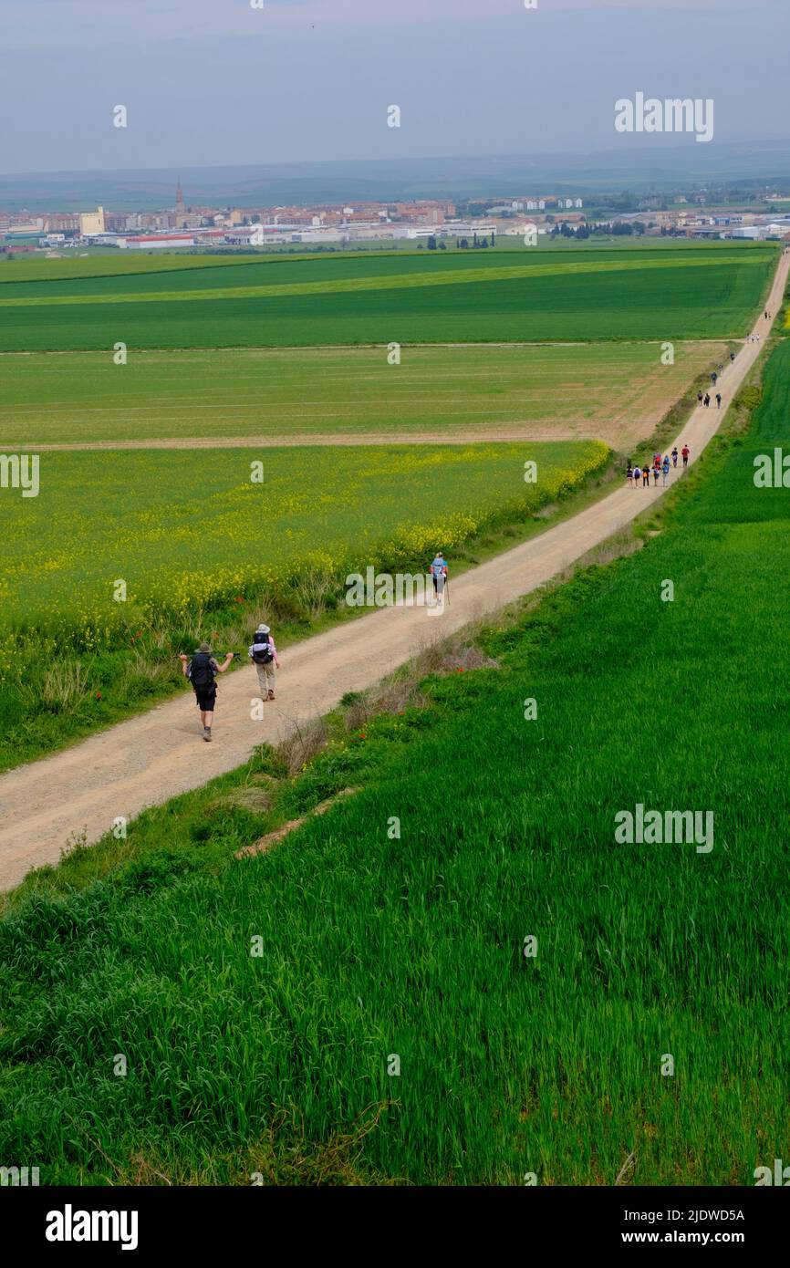 Spagna, Distretto di Rioja.. Escursionisti sul Camino de Santiago che si avvicina a Santo Domingo de la Calzada. Canola nei campi. Foto Stock