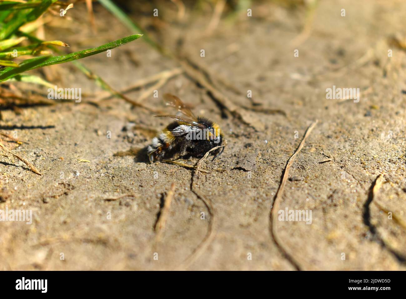ape morta a terra Foto Stock