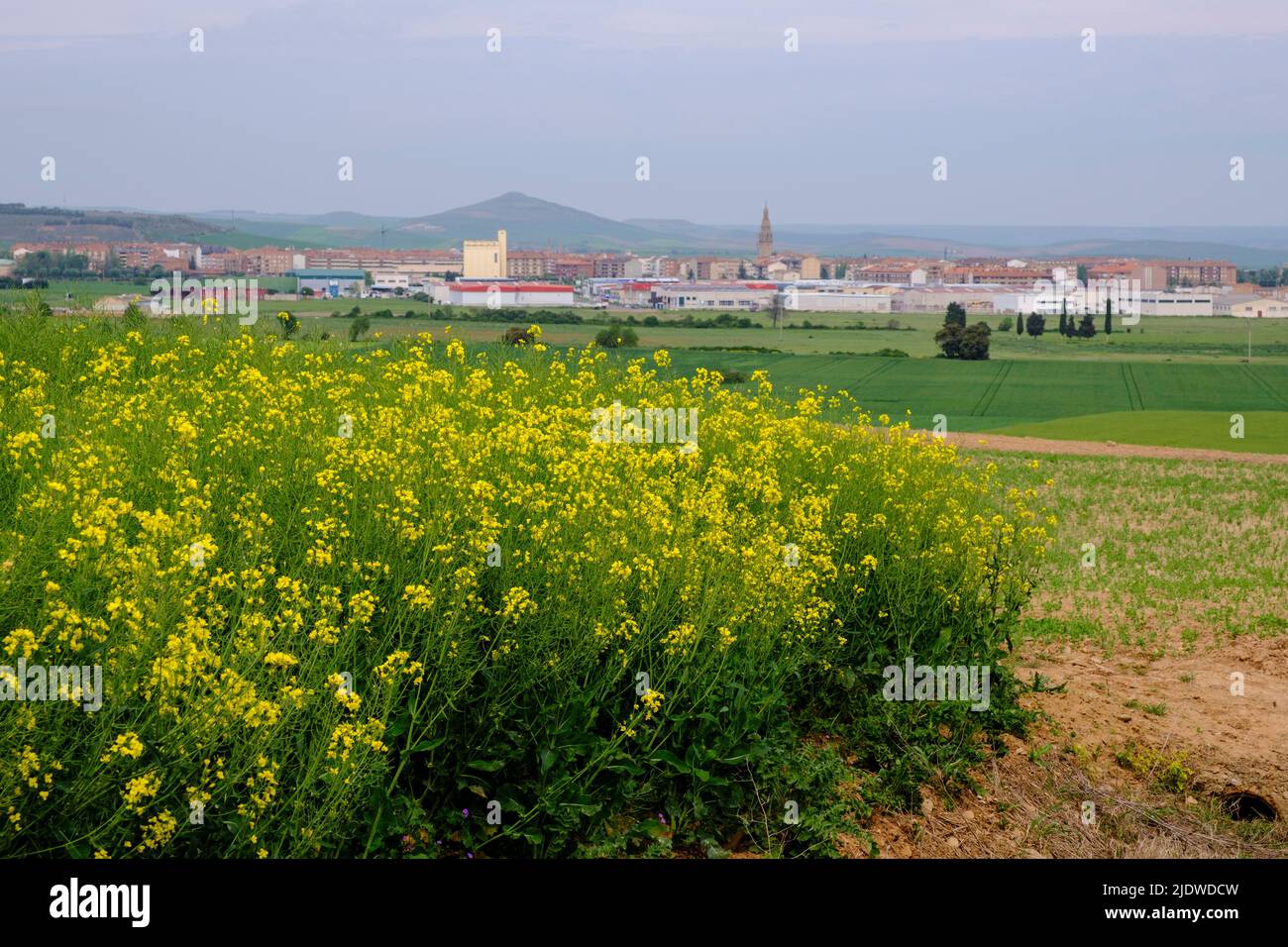 Spagna, distretto di Rioja. Canola e fiori selvatici che crescono nei campi lungo il Camino de Santiago, avvicinandosi a Santo Domingo de la Calzada. Foto Stock