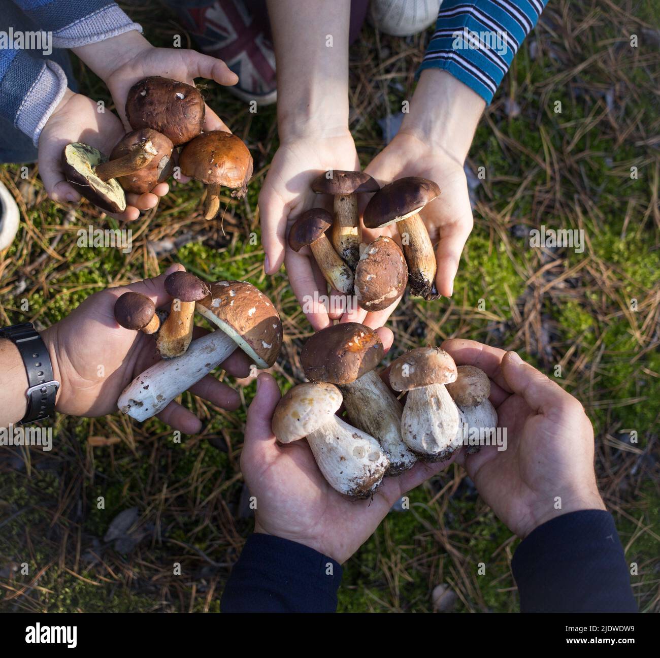 le mani di persone irriconoscibili contengono una collezione di vari funghi della foresta appena raccolti. Famiglia su una passeggiata interessante nella foresta e un successfu Foto Stock