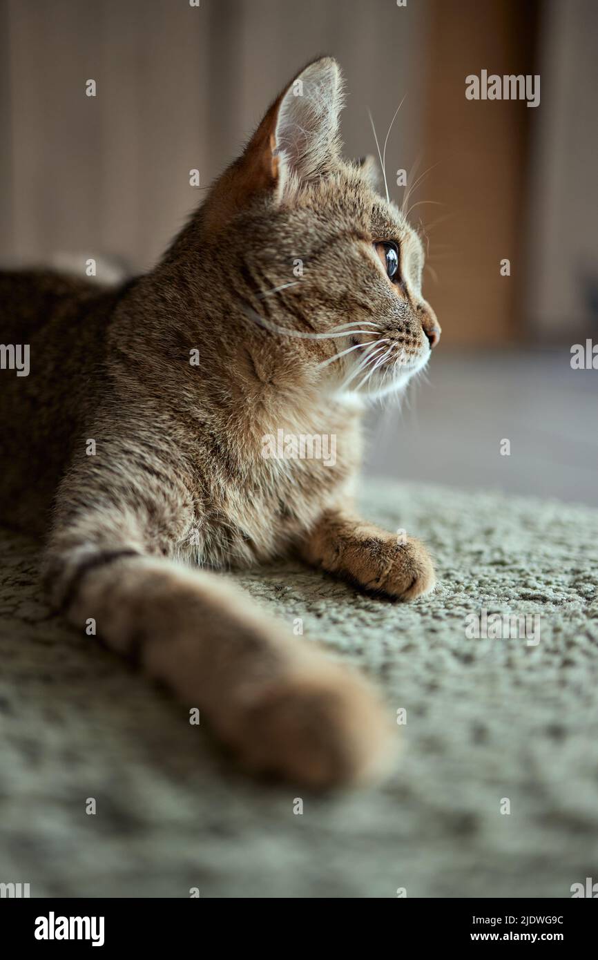 il gatto tabby con gli occhi verdi si trova comodamente su un tappeto Foto Stock