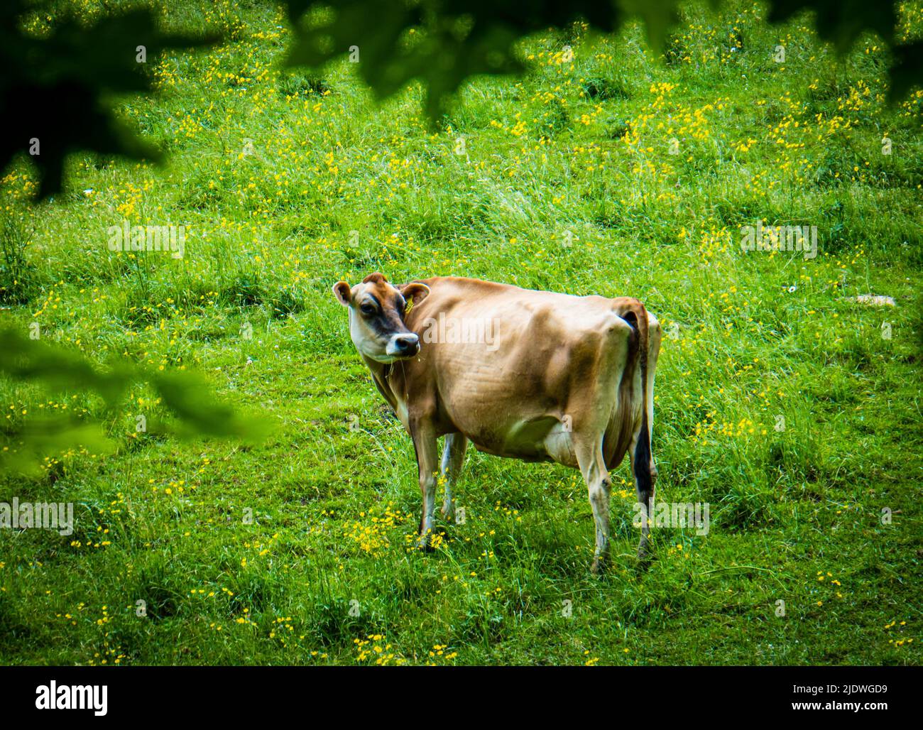 mucche da latte pascolo su una collina in primavera Foto Stock
