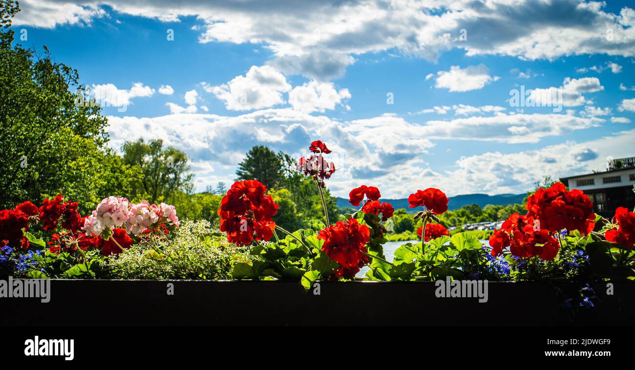 fiori luminosi nella scatola della finestra retroilluminati da un luminoso paesaggio soleggiato Foto Stock
