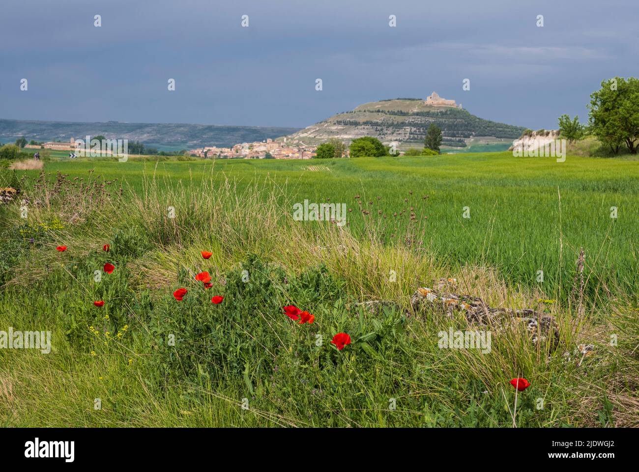 Spagna, Castilla y Leon, Poppies e campi agricoli guardando verso Castrojeriz sul Camino de Santiago. Foto Stock