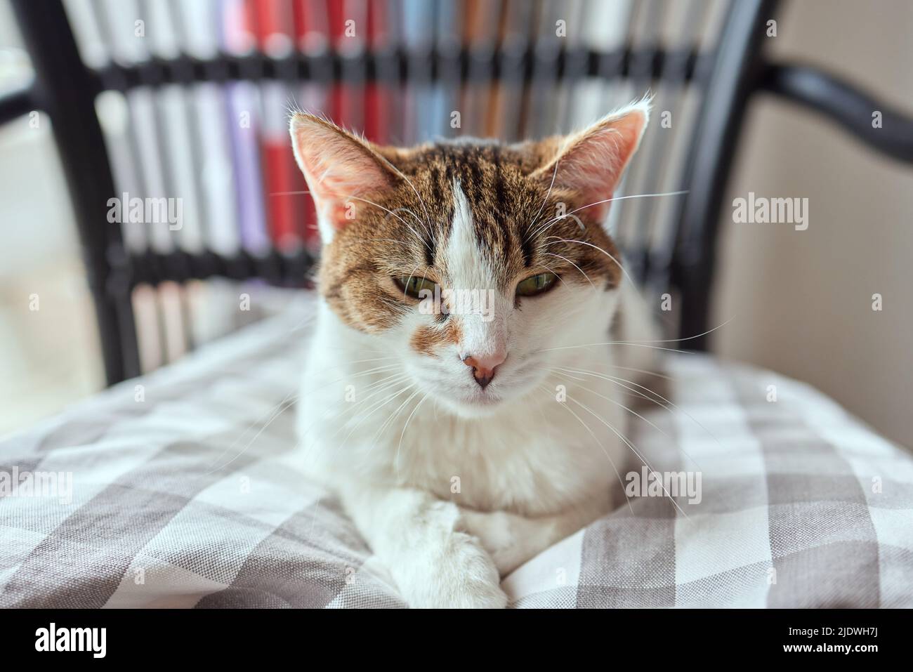 il gatto con le strisce si siede sul lettino e guarda direttamente la telecamera Foto Stock
