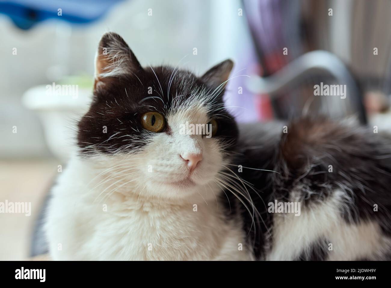 il gatto con le strisce si siede sul lettino e guarda direttamente la telecamera Foto Stock