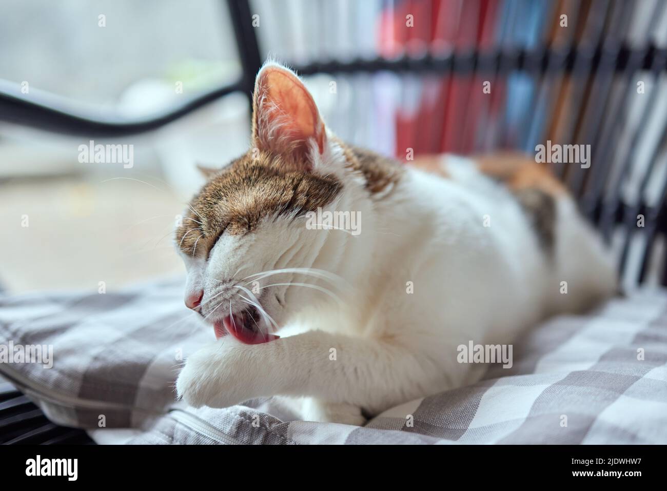 bel gatto carino leccarsi la zampa sul letto elegante con emozioni divertenti sullo sfondo della stanza Foto Stock