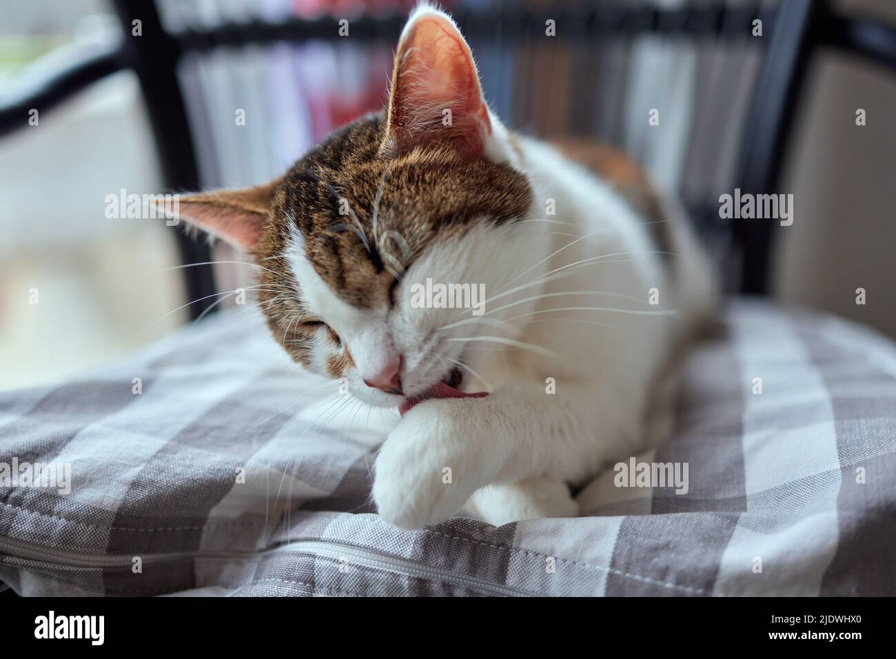 bel gatto carino leccarsi la zampa sul letto elegante con emozioni divertenti sullo sfondo della stanza Foto Stock