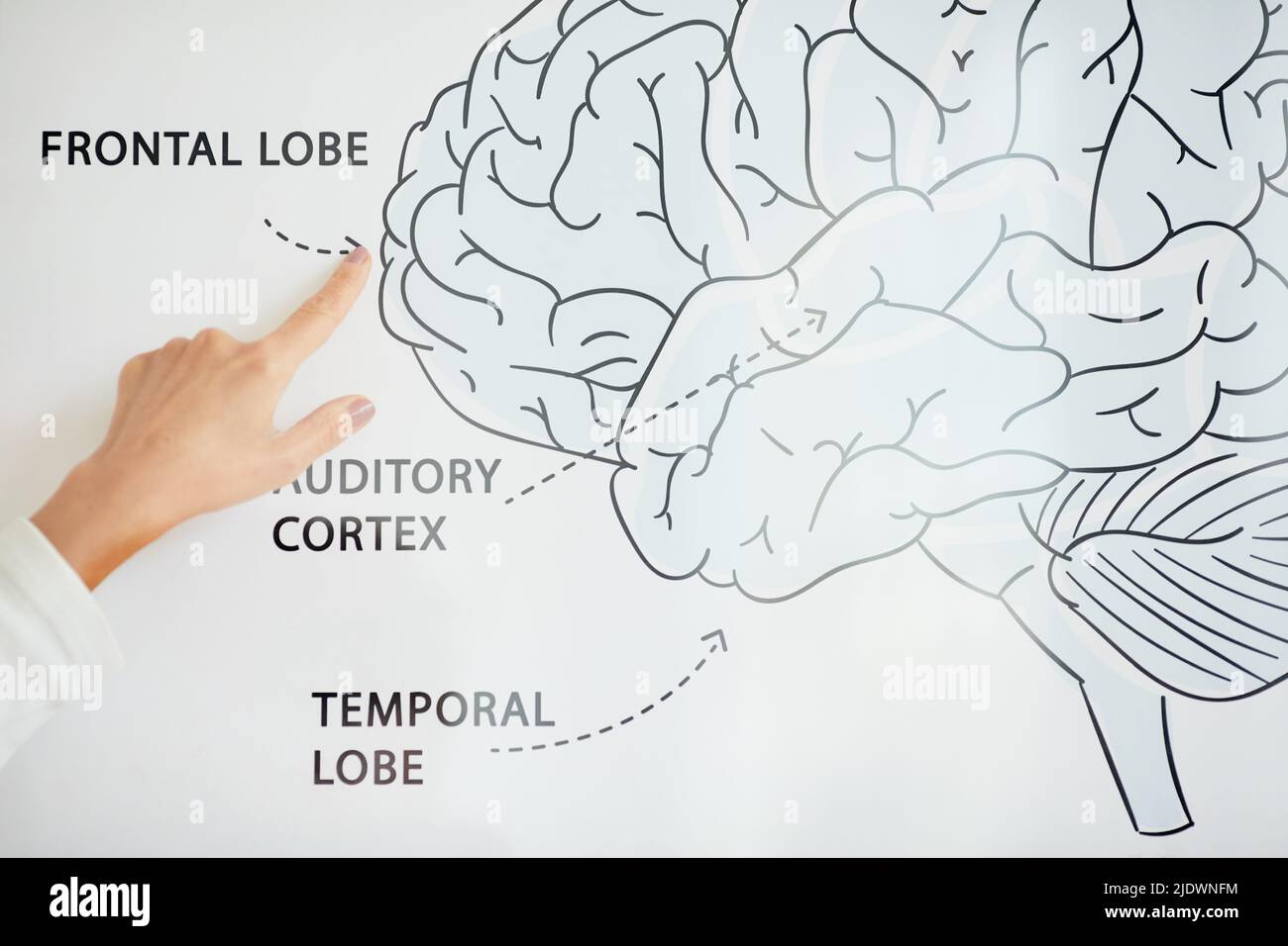 Primo piano di uno scienziato medico irriconoscibile che studia il cervello umano e punta al lobo frontale sullo schema Foto Stock