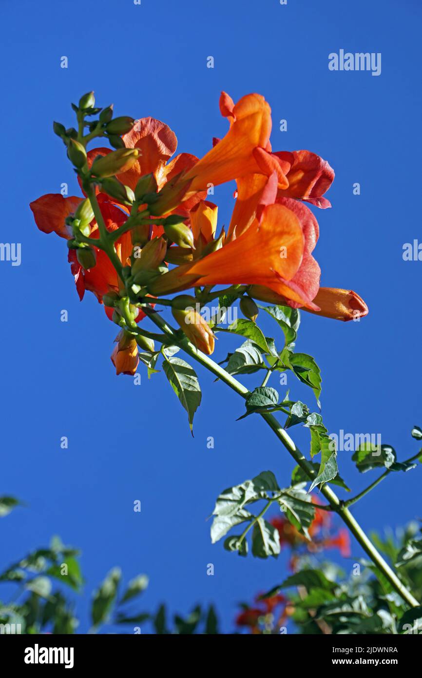 Bignonia capensis in giardino Foto Stock