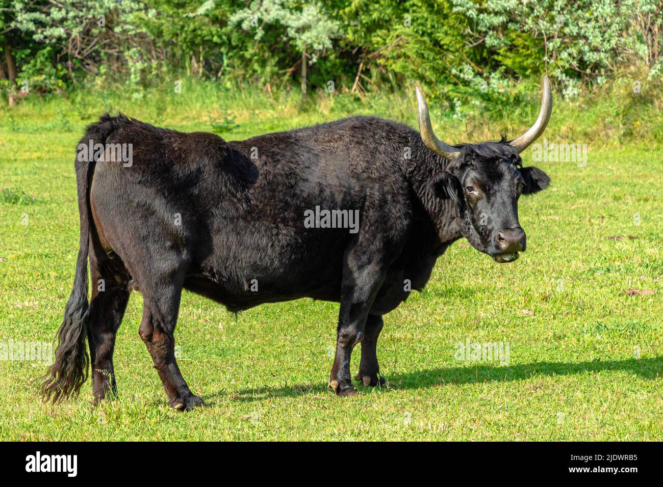 Ritratto di toro marrone con corna grandi isolate sull'erba. Foto Stock