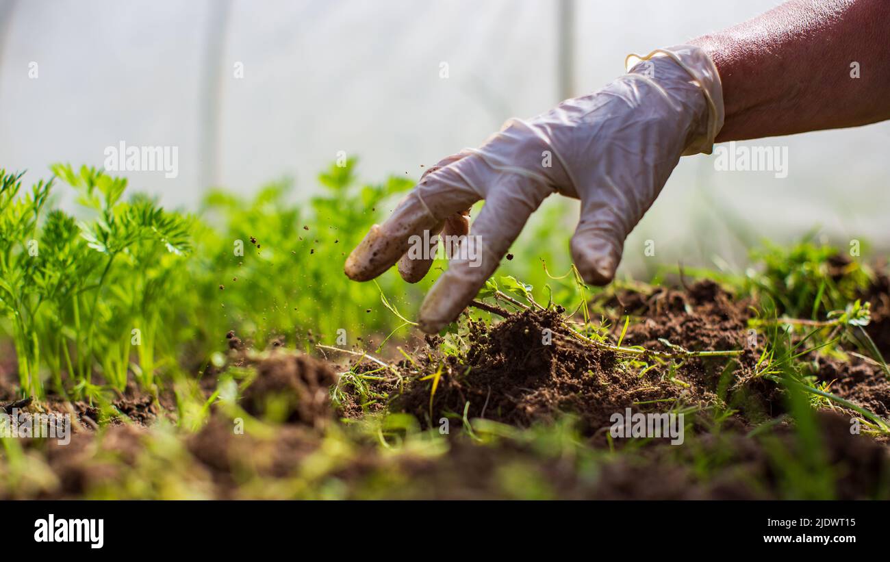 La mano di una donna sta schiacciando l'erba. Controllo delle erbacce e degli infestanti in giardino. Terreno coltivato in primo piano. Pianta agricola che cresce in fila di letto Foto Stock