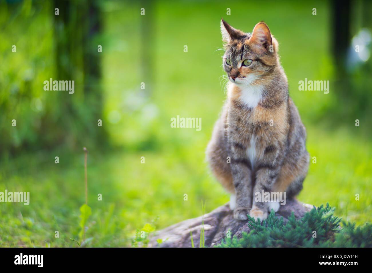Un gatto a righe si siede e guarda in lontananza nella campagna in una giornata di sole estiva. Un bellissimo animale domestico Foto Stock